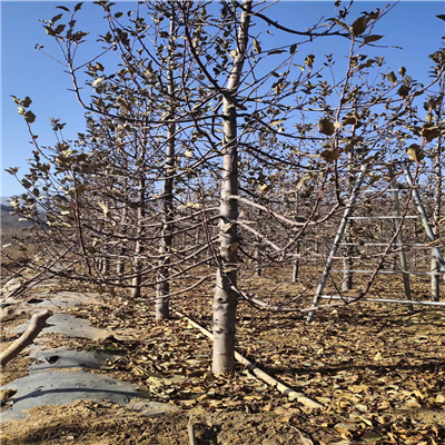 帶土出售矮化蘋(píng)果苗