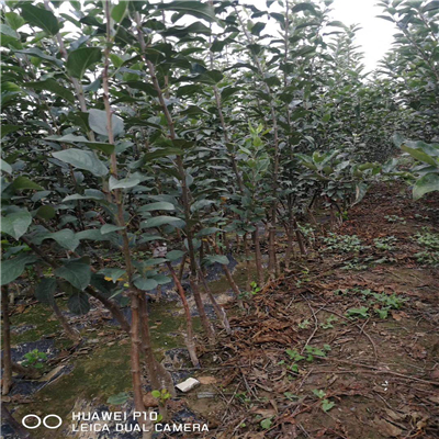 荒山綠化M9T337矮化中間砧木蘋果苗