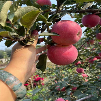 品種的昭富1號(hào)蘋果苗