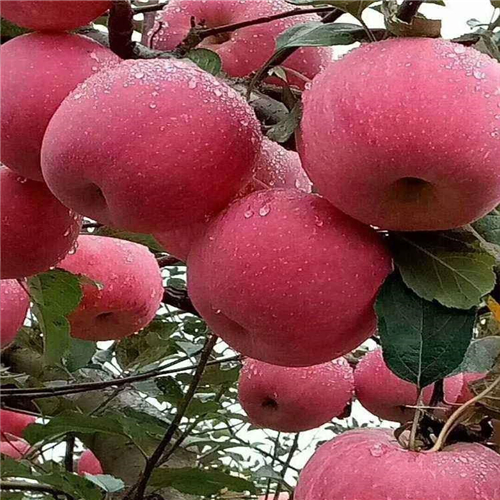 让人信赖的水蜜桃苹果苗