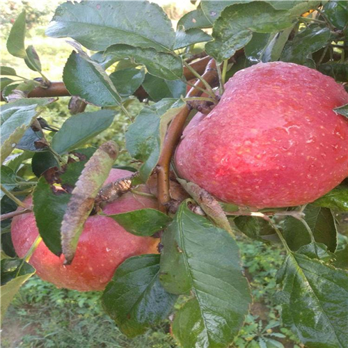 品種的昭富1號蘋果苗