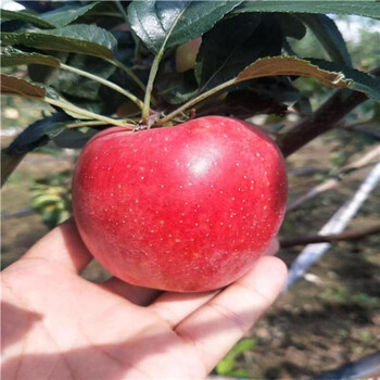 大棚種植大紅榮蘋果苗