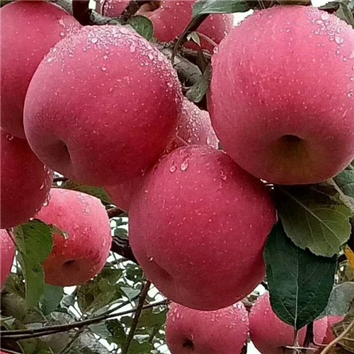 關(guān)于新喬納金蘋果苗