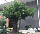 北京假树出售北京仿真树厂家