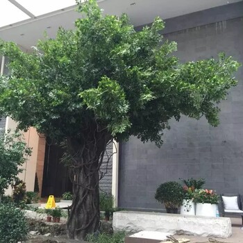 假树出售北京卖仿真榕树厂家假树定做