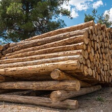 木材进口全流程木材进口清关全流程木材进口报关报检全流程