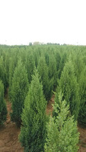 刺柏树的价格刺柏形态特征刺柏园林用途刺柏生态习性刺柏主要价值