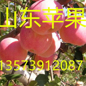 山东苹果产地红富士苹果价格山东苹果批发