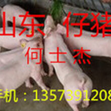内蒙古仔猪价格山东仔猪三元仔猪批发图片