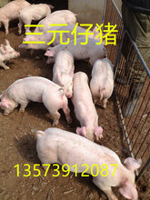 山东仔猪今日价格内蒙仔猪三元仔猪图片