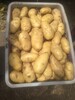 山東土豆產地價格馬鈴薯價格