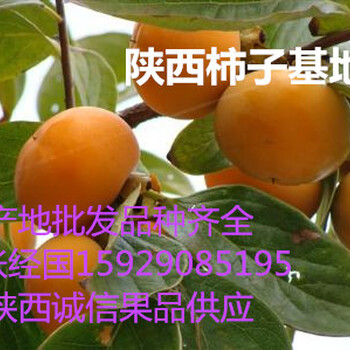 陕西七月黄柿子价格七月黄柿子批发火葫芦柿子产地