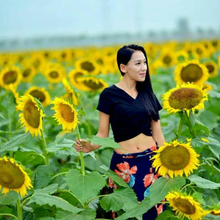 供应优质高产向日葵种子观赏葵花种子图片