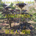 造型紅花檵木樁、紅花檵木樹樁盆景、蘇州庭院綠化苗木