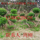 紅花繼木樁盆景、赤楠盆景、蘇州苗圃、造型景觀樹基地