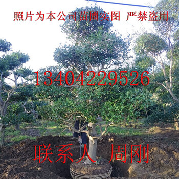 造型枸骨、無刺枸骨、鴻運果、別墅庭院綠化苗木種植基地、蘇州苗圃