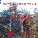 造型紅花繼木、赤楠樁、蘇州景觀樹苗圃、別墅苗木批發(fā)