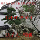 造型羅漢松價(jià)格、日本造型羅漢松、羅漢松樹、蘇州造型樹木基地