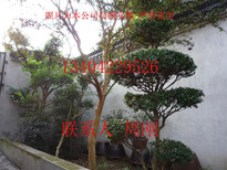 蘇州紫薇樹、紫薇花、蘇州市庭院別墅綠化、蘇州廠區工廠綠化圖片1