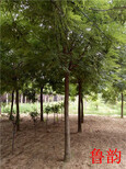 藁城市白蜡树基地17公分白蜡树多少钱图片4