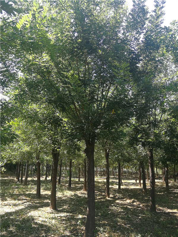 郓城县鲁韵苗木种植基地