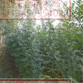 當年刺槐苗供應刺槐苗刺槐苗