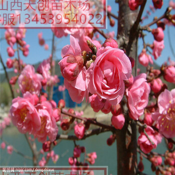 供應(yīng)榆葉梅2公分榆葉梅3公分榆葉梅