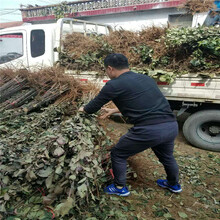 矮化苹果苗哪里有矮化苹果苗价格两年生苹果苗