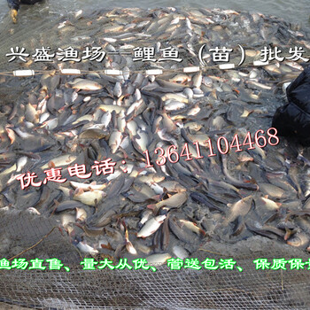 北京哪有鯉魚、哪有草魚？興盛淡水魚場告訴您