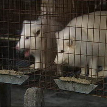 乌苏里貉白貉各种狐狸水貂向外调种出售生皮