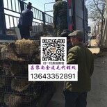 昌黎皮毛市场网_中国皮毛信息图片0