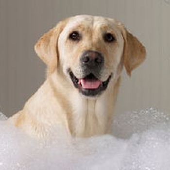 宠物知识：为什么要给狗狗洗澡？