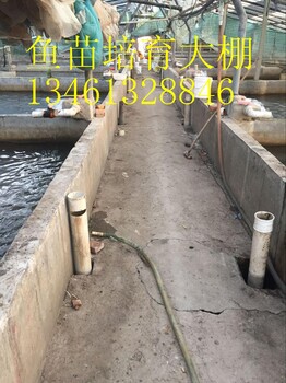 河南哪里有賣八胡鯰魚苗的鯰魚苗規(guī)格多大