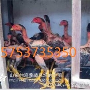 清远越南小斗鸡价格