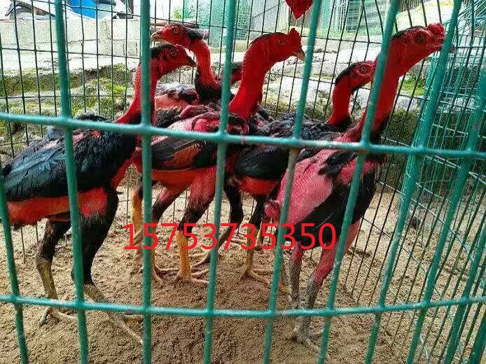 越南斗鸡养殖场