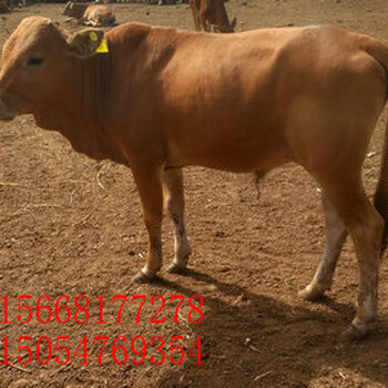 順平育肥肉牛安格斯牛一年長多少斤