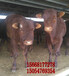 巴南区海福特肉牛现在牛犊价格	养殖小牛多少钱一头