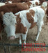 安福县、改良肉牛安格斯牛1000斤牛多少钱