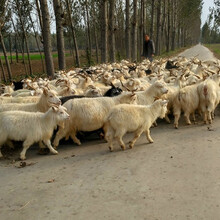 現在50-70斤絨山羊價格-種羊多少錢圖片