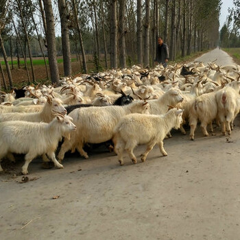 現在50-70斤絨山羊價格-種羊多少錢
