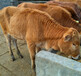 西藏改良牛场家销售