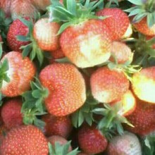 维斯塔尔草莓苗，哈尼草莓苗，石头河子草莓苗