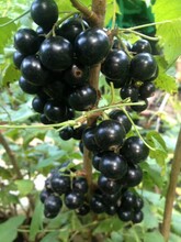 黑加仑是葡萄吗，黑加仑苗，黑醋栗苗，黑加仑苗价格，黑加仑苗基地