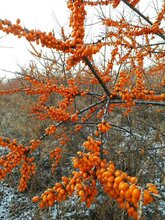沙棘苗,东北沙棘苗,深秋红沙棘苗图片