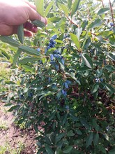 新品种大果蓝靛果苗，