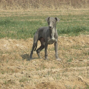 格力犬喂养如何避免各种犬类疾病的发生