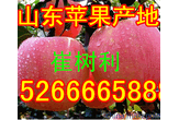 山东精品红富士苹果价格批发图片