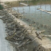 活體鱷魚養殖場場價直供，常年批發零售