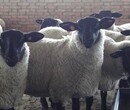 贵州钟山区肉羊养殖场/杜泊绵羊种羊价格/杜泊绵羊繁殖效益