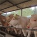 贵州盘县夏洛莱牛养殖场3个月的夏洛莱牛多少钱一头？